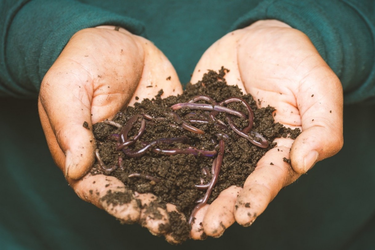 Vermicompost: Best biofertilizers for our organic farming