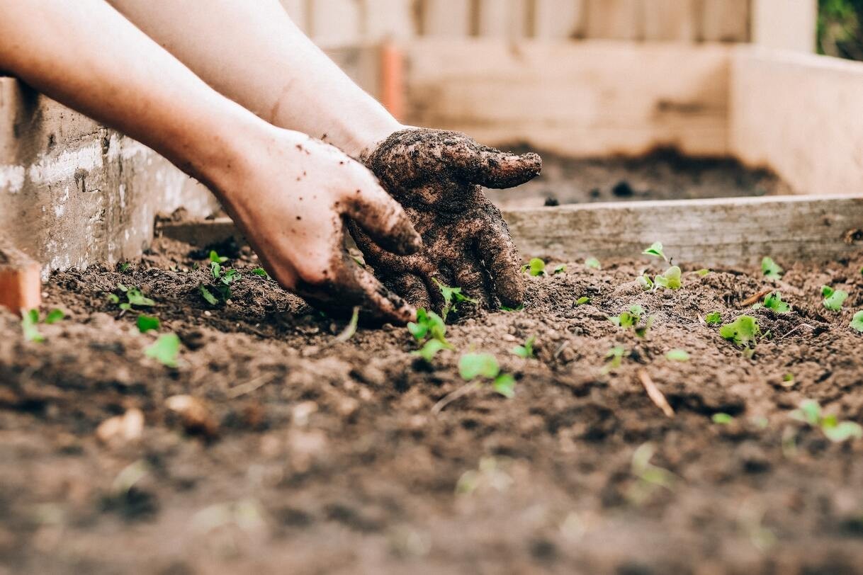 Organic Gardening: A Guide to Growing Healthy, Sustainable, and Chemical-Free Produce at Home or on the Farm