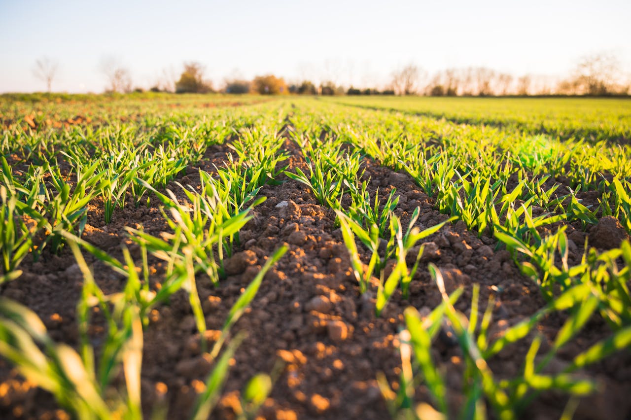 Close-up of a lush, green wheat field in the Hradec Králové Region, Czechia, during spring.